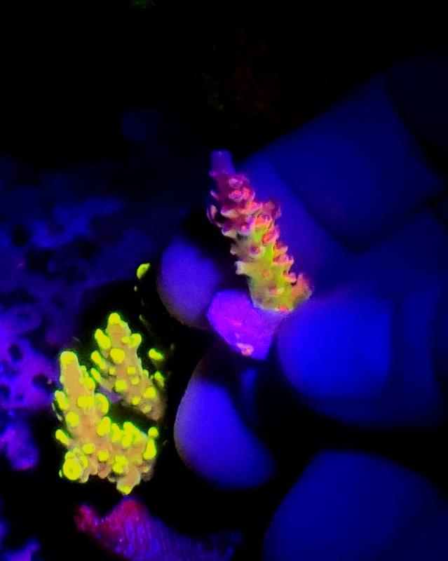 Acropora Master